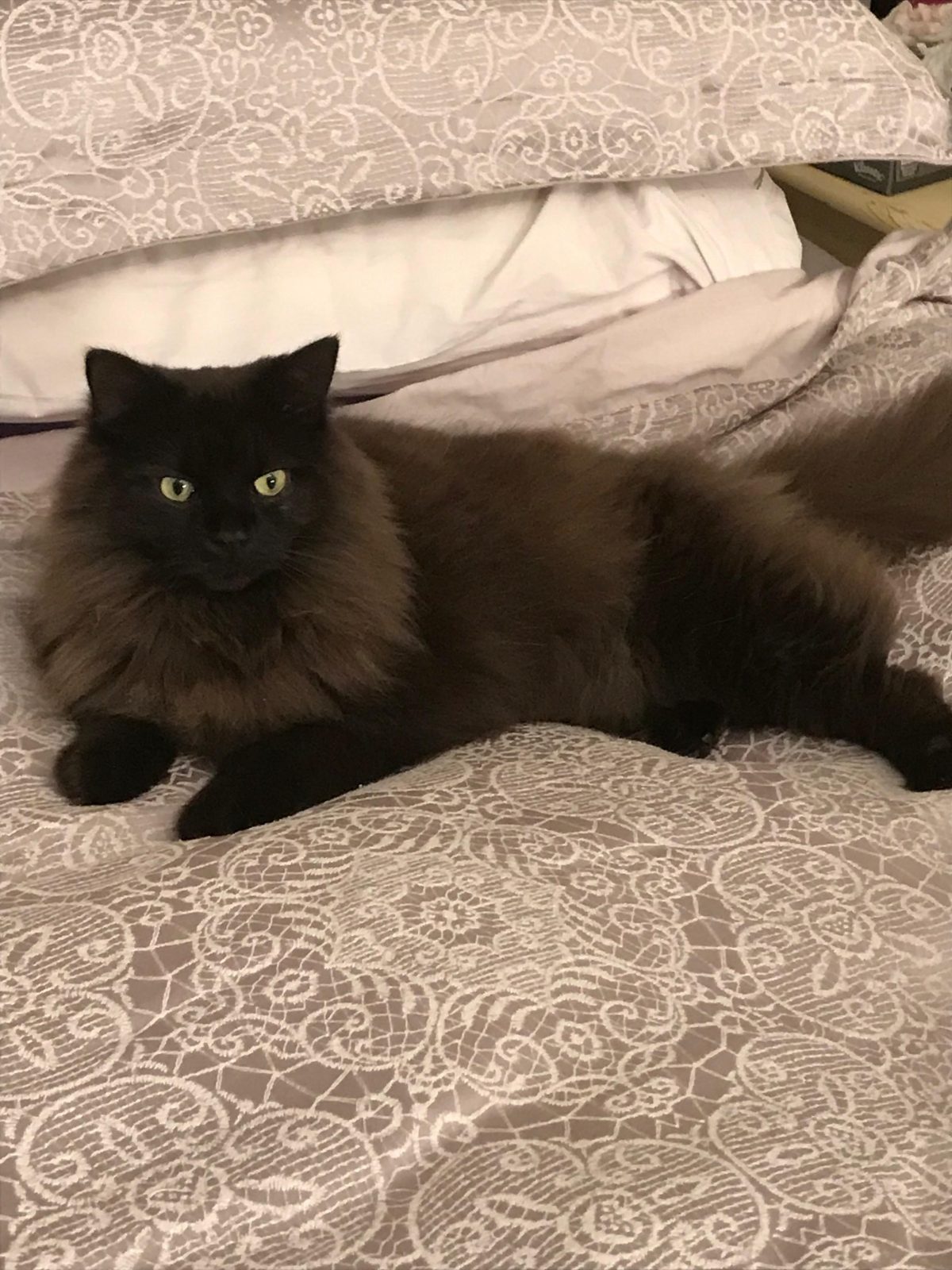 Photo of Buddy