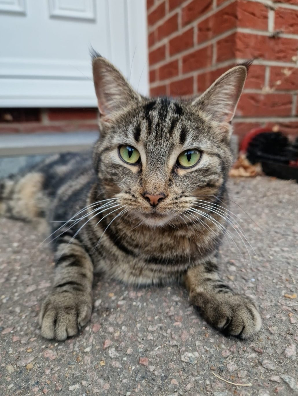 Photo of Daisy