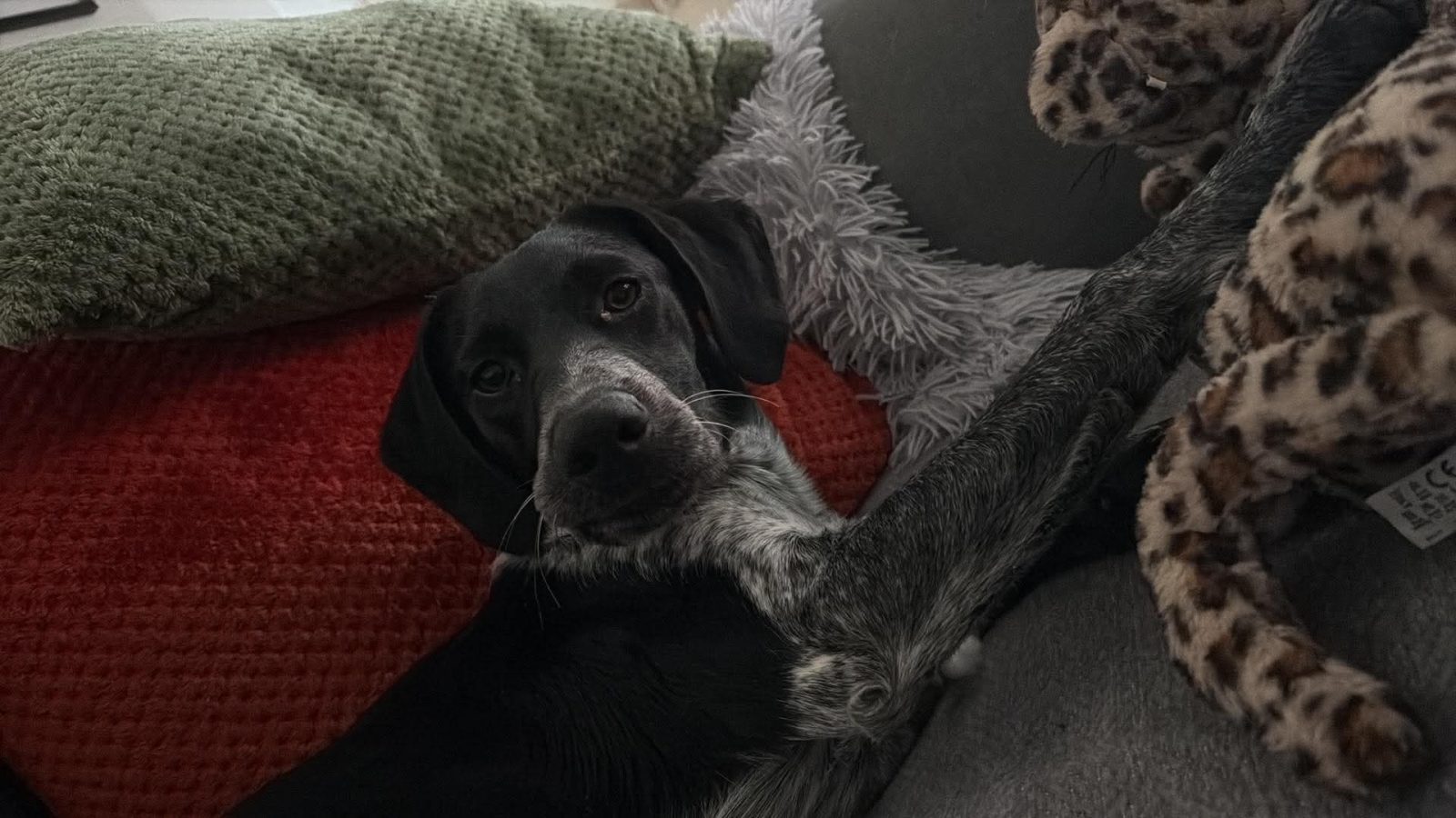 Photo of Holly