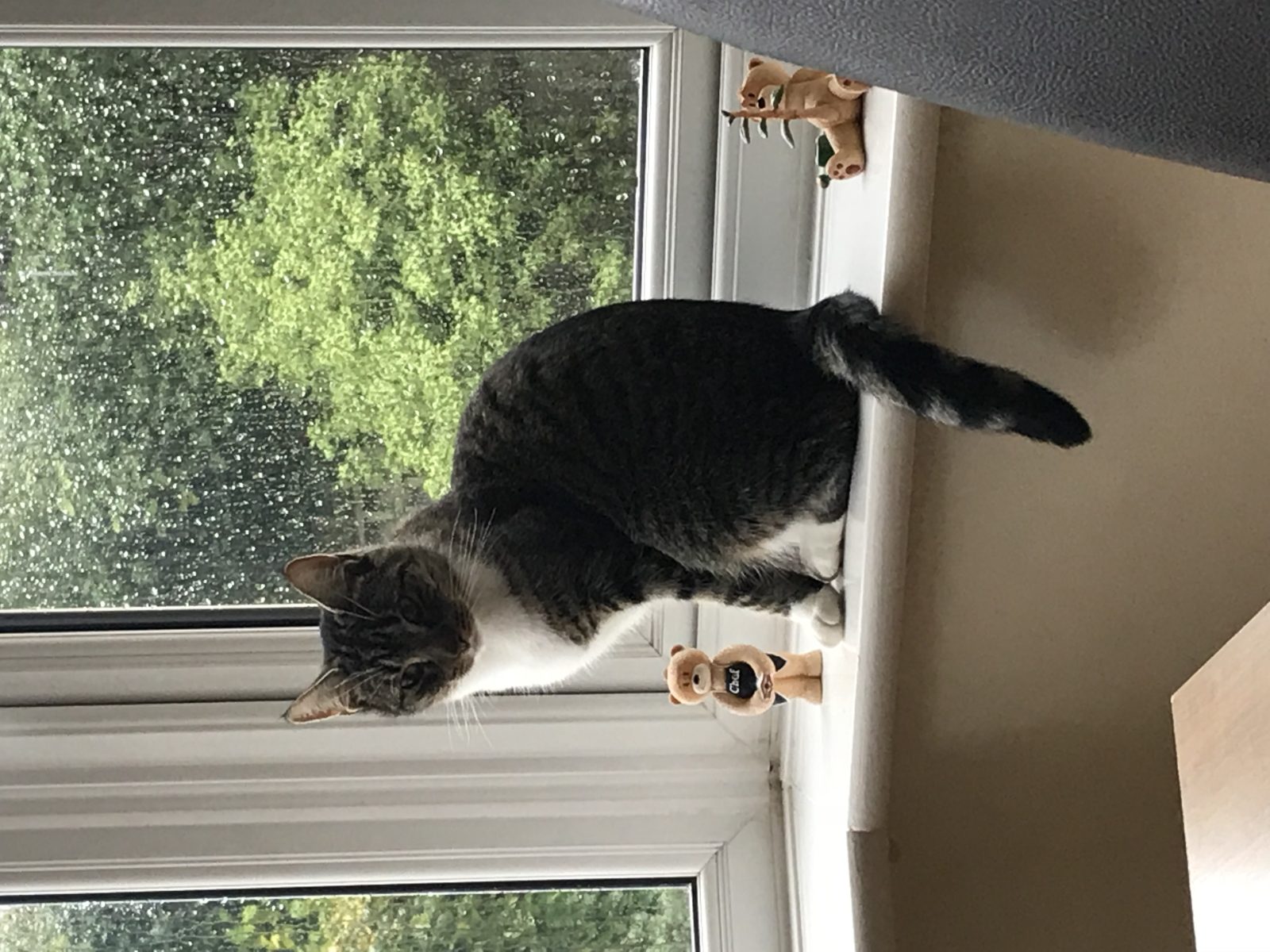 Photo of Beau