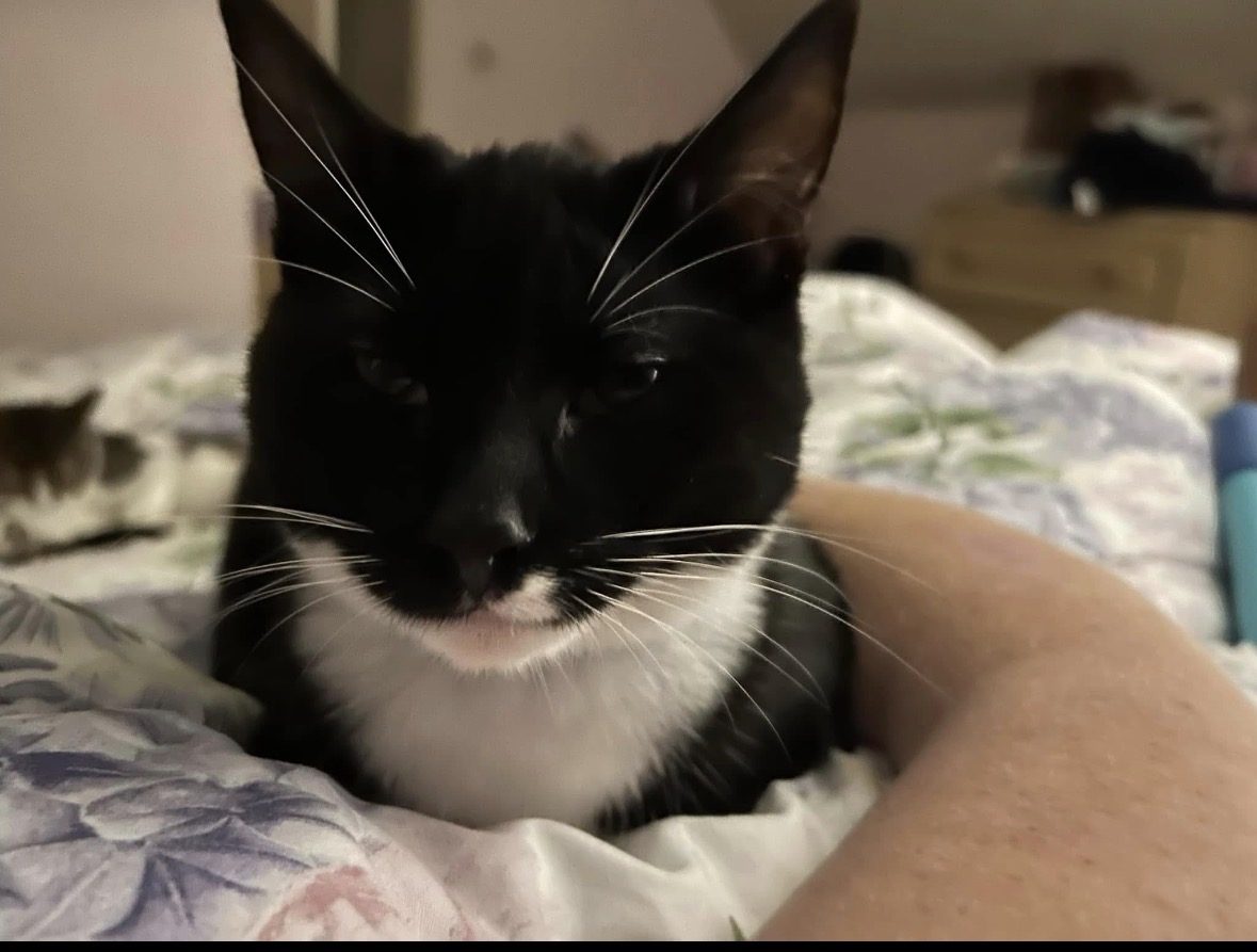 Photo of Stitch