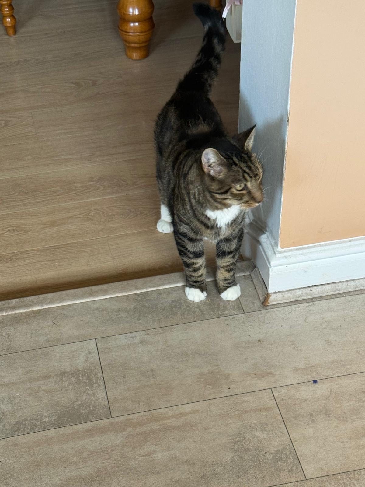 Photo of Timmy