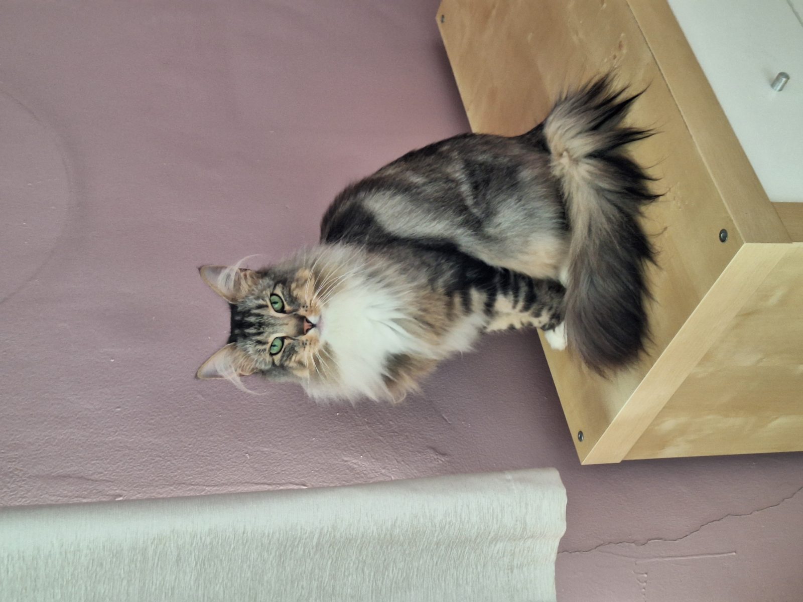 Photo of Ivy