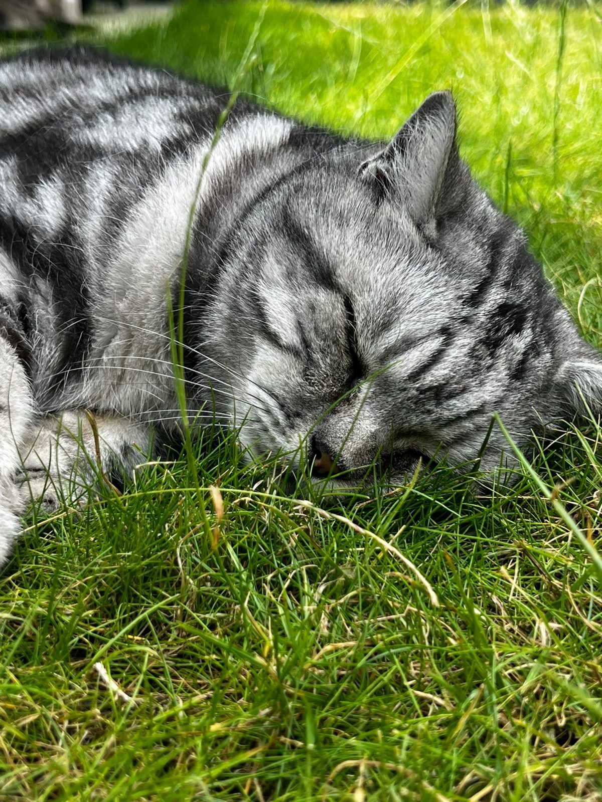 Photo of Kasper