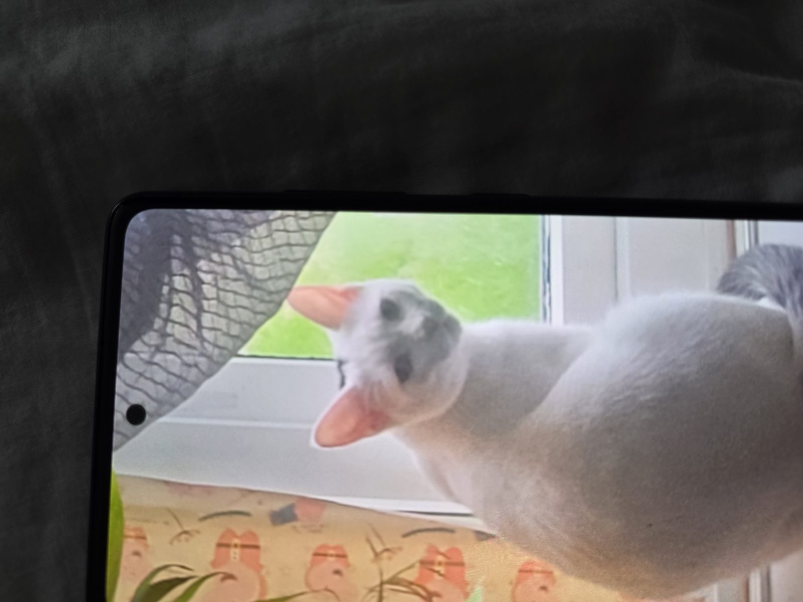 Photo of Felix