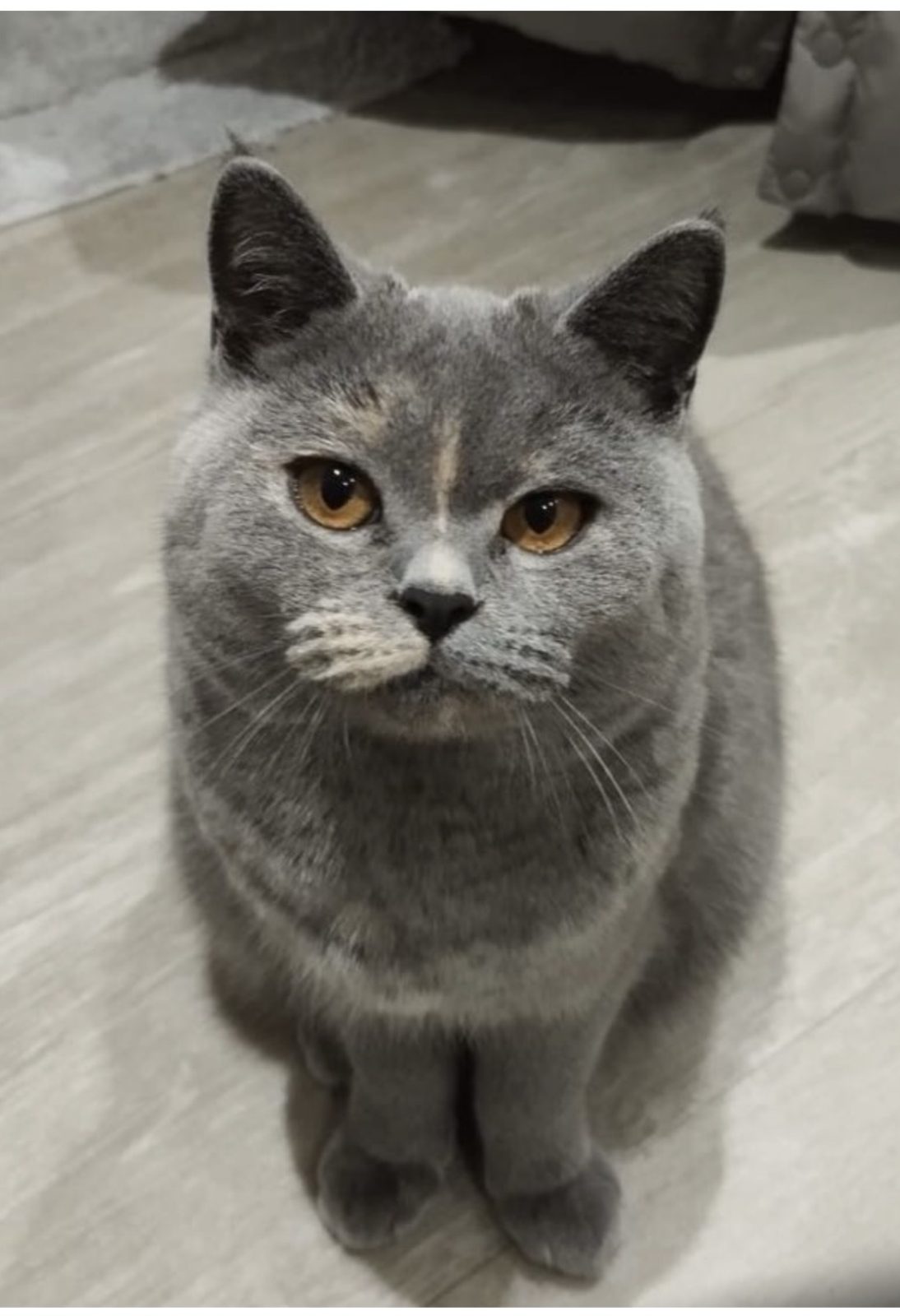 Photo of Misty