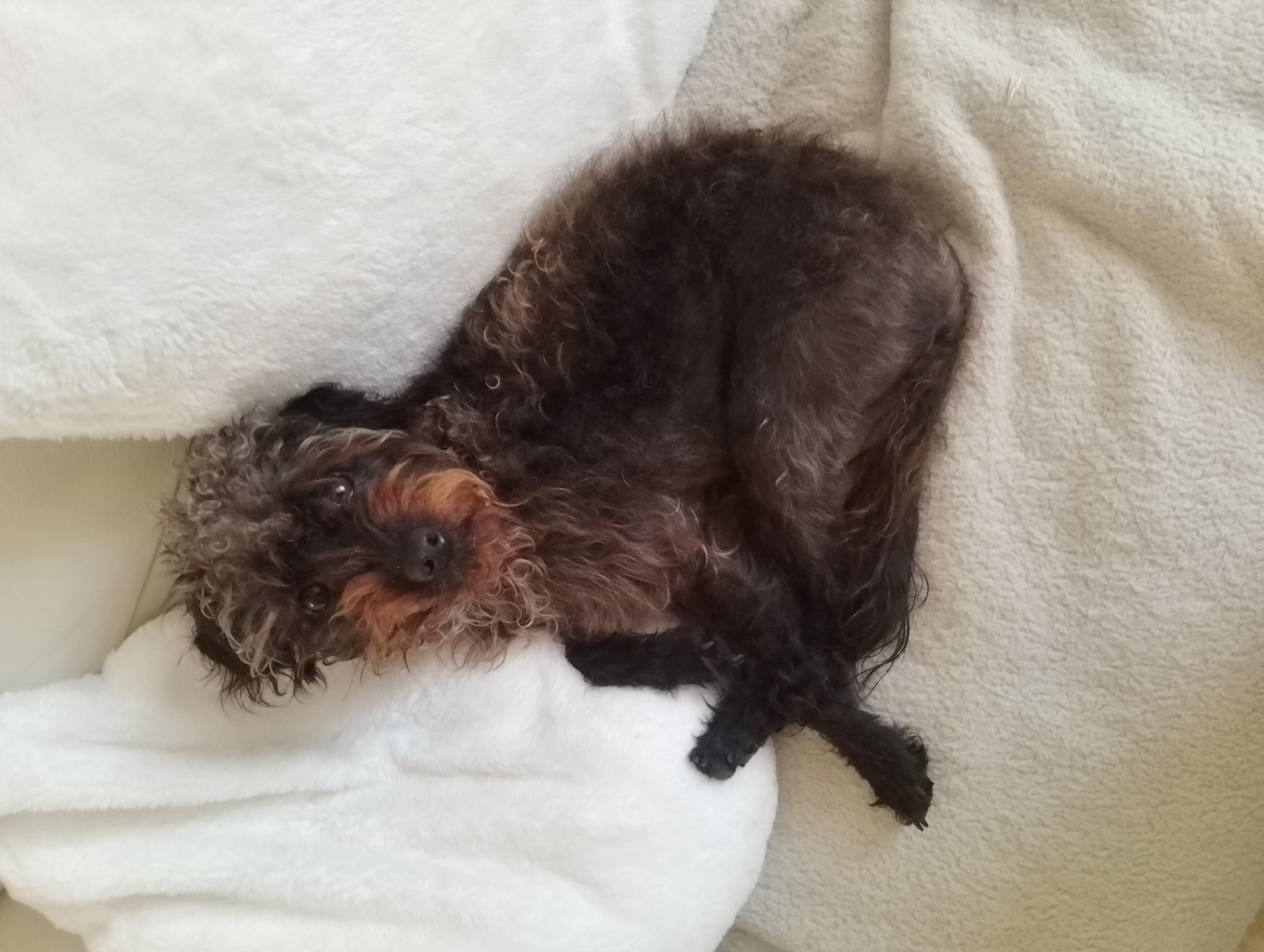 Photo of Holly