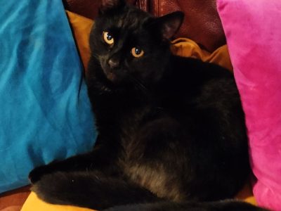 Photo of Dibs