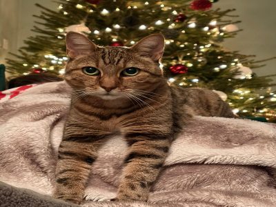 Photo of Taz
