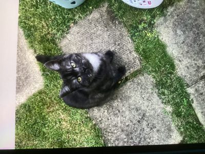Photo of SMOKEY
