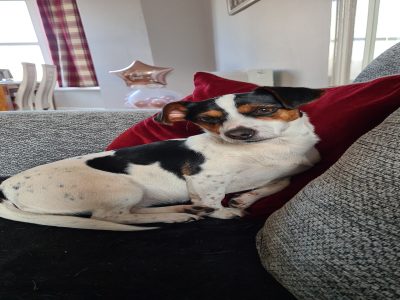 Photo of Izzy