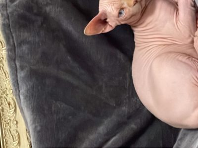 kitty (Buster) Cooper