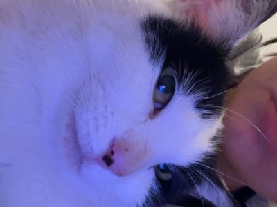 Photo of Oreo