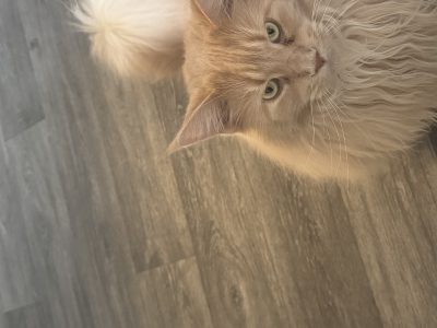 Photo of Mocha