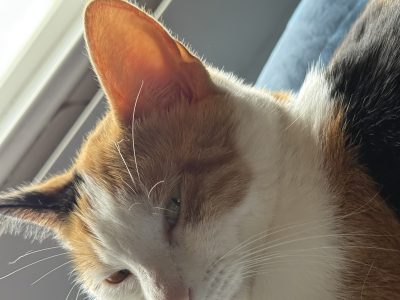 Photo of Whiskey
