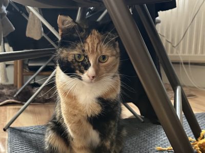 Biscuit