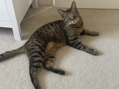 Photo of Nigel