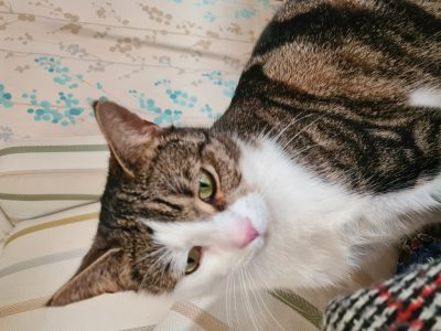 Photo of Ziba