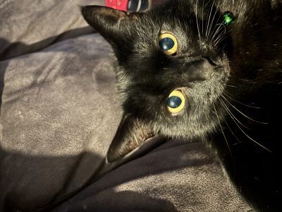 Photo of Binx