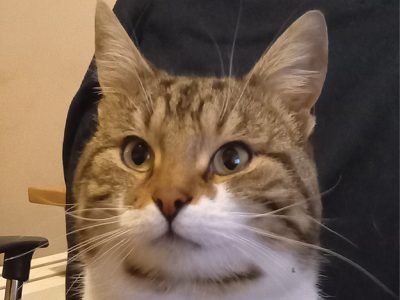 Photo of Barney