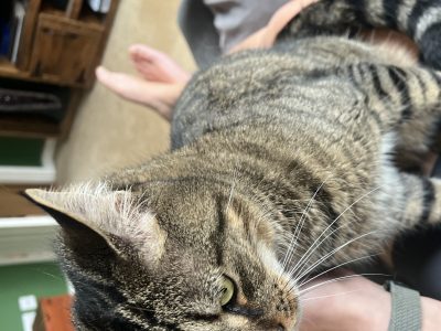 Photo of Oscar