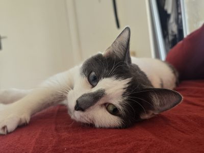 Photo of Star