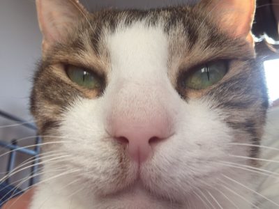 bob