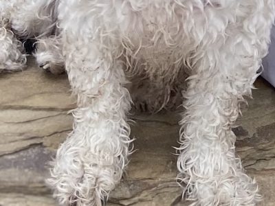 Photo of Pheobe