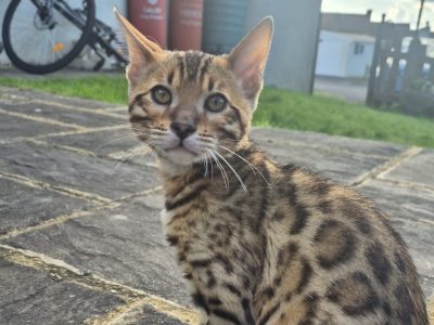 Photo of Jasper