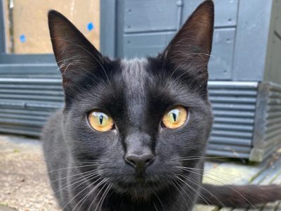 Photo of Nyx