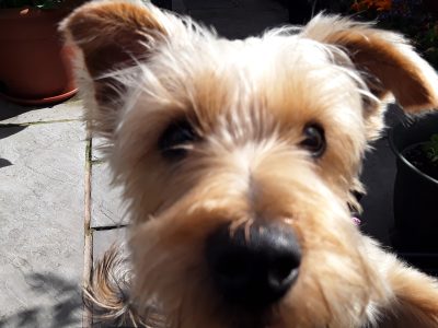 Teddy