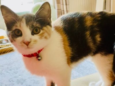 Photo of Kitty