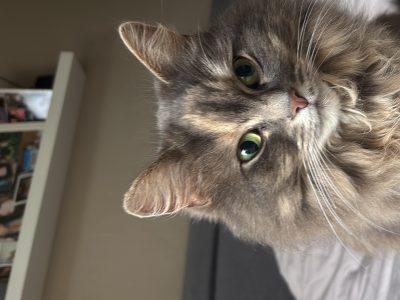 Photo of Nala