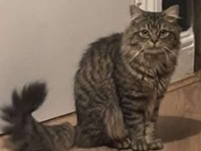 Photo of Frankie