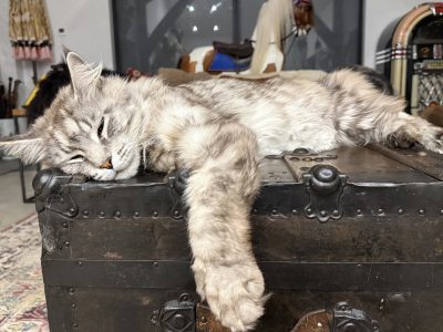 Photo of Furgus