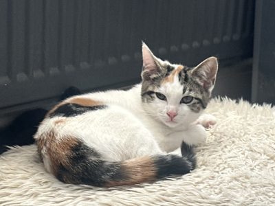 Photo of Ginger