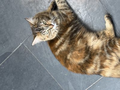 Photo of Lola