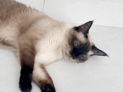 Photo of Miu Miu
