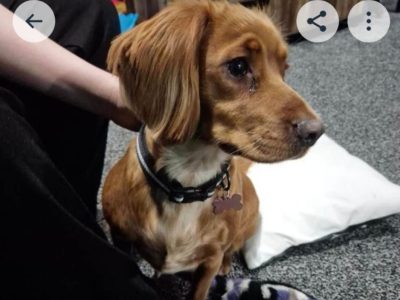 Photo of Lady