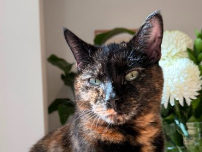 Photo of Mirabelle