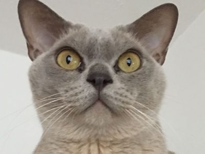 Zen