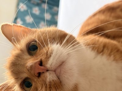 Ernie