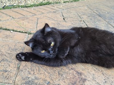 Mavis