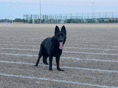 Koda