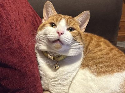 Photo of Pumpkin