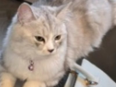 Photo of Fudge