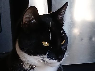 Photo of Pedro
