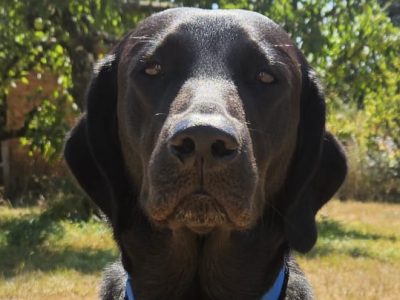 Photo of Raven