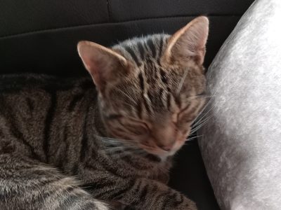 Photo of Teddy