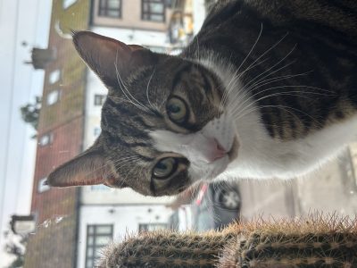 Photo of Spakle